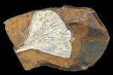 Fossil Ginkgo Leaf From North Dakota - Paleocene #145320-1